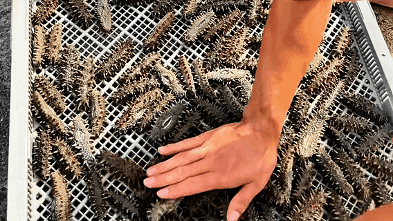 Animated preparation of a Hokkaido sea cucumber dish