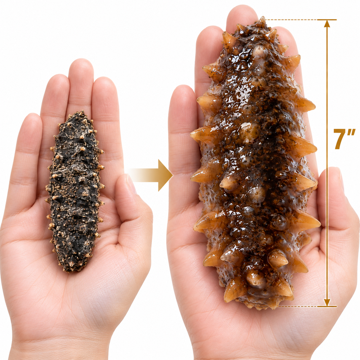 Large thick Hokkaido sea cucumber after preparation