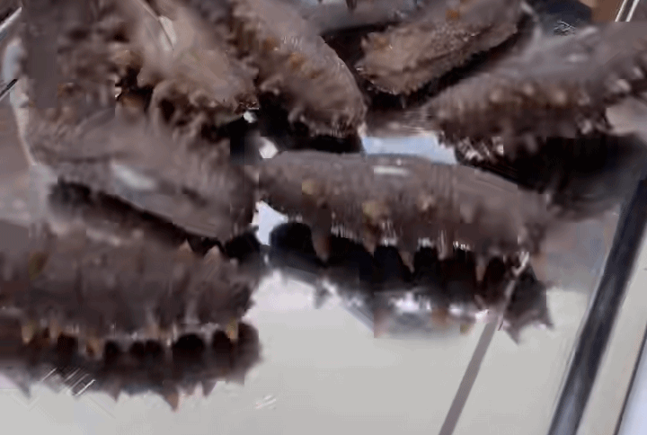 Animated close-up of sea cucumber size and texture